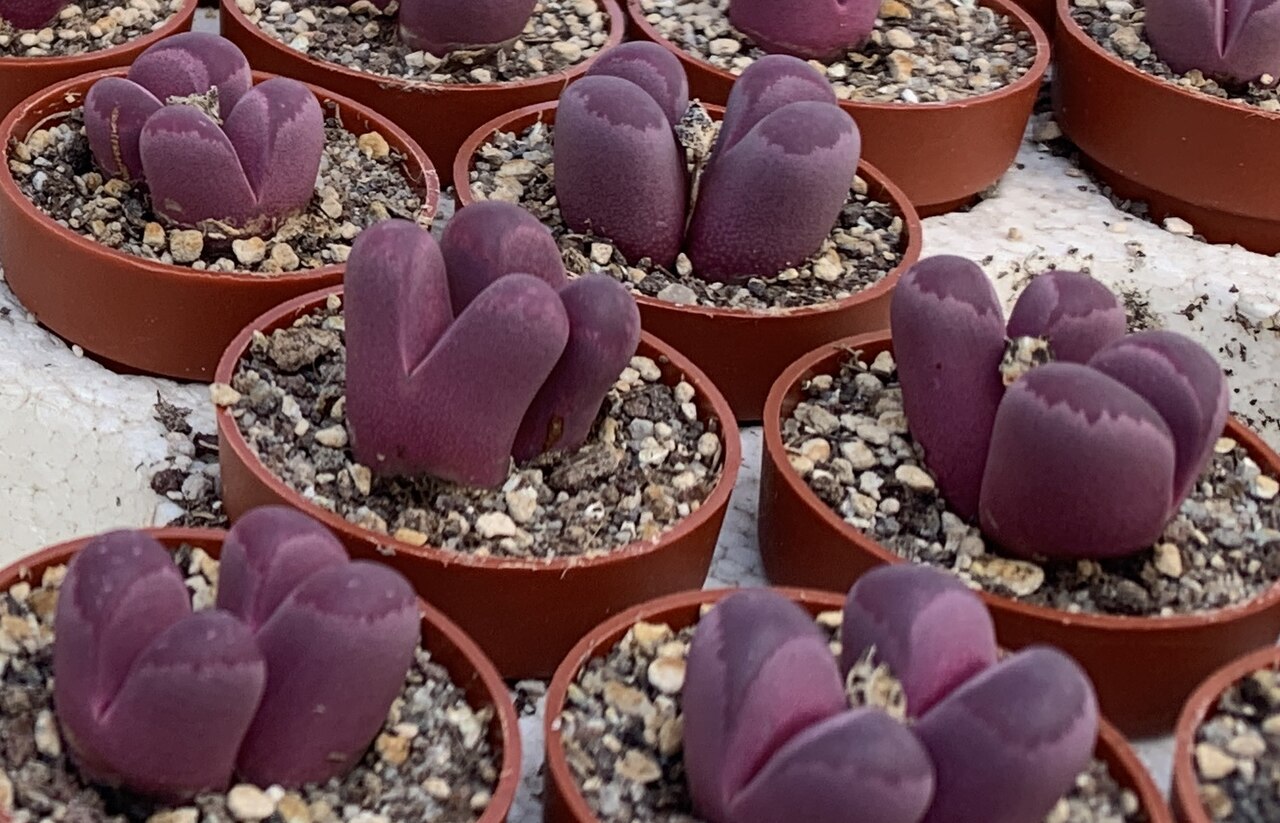 Lithops optica: Lithops optica cv. 'Rubra' bei Kakteen Matk in Berlin