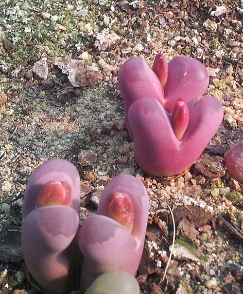 Lithops optica: Lithops optica var rubra about to flower