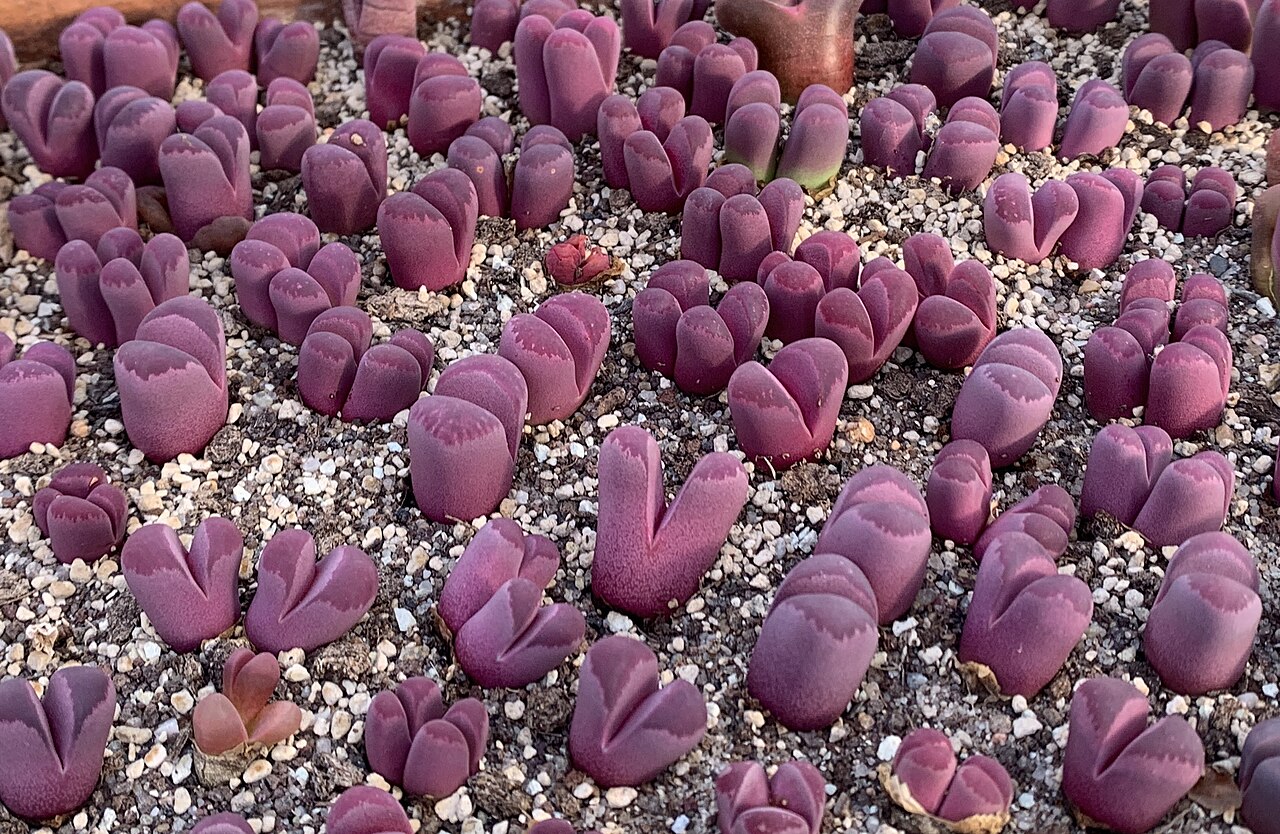 Lithops optica: Lithops optica cv. 'Rubra' bei Kakteen Matk in Berlin