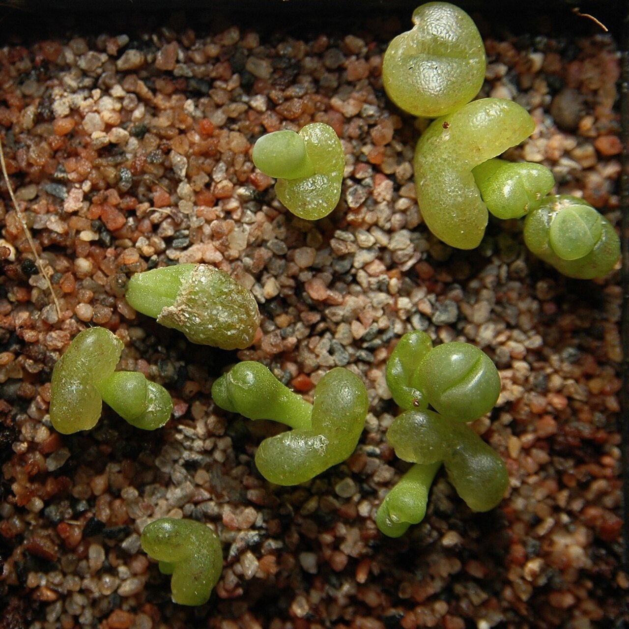 Lithops optica: Lithops optica loosing there cotyledons.