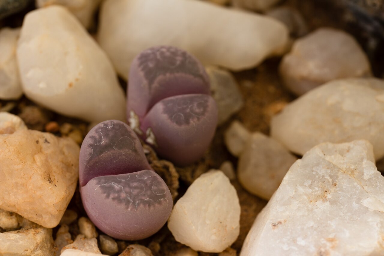 Lithops optica: Lithops optica, acf 'Rubra'-0255