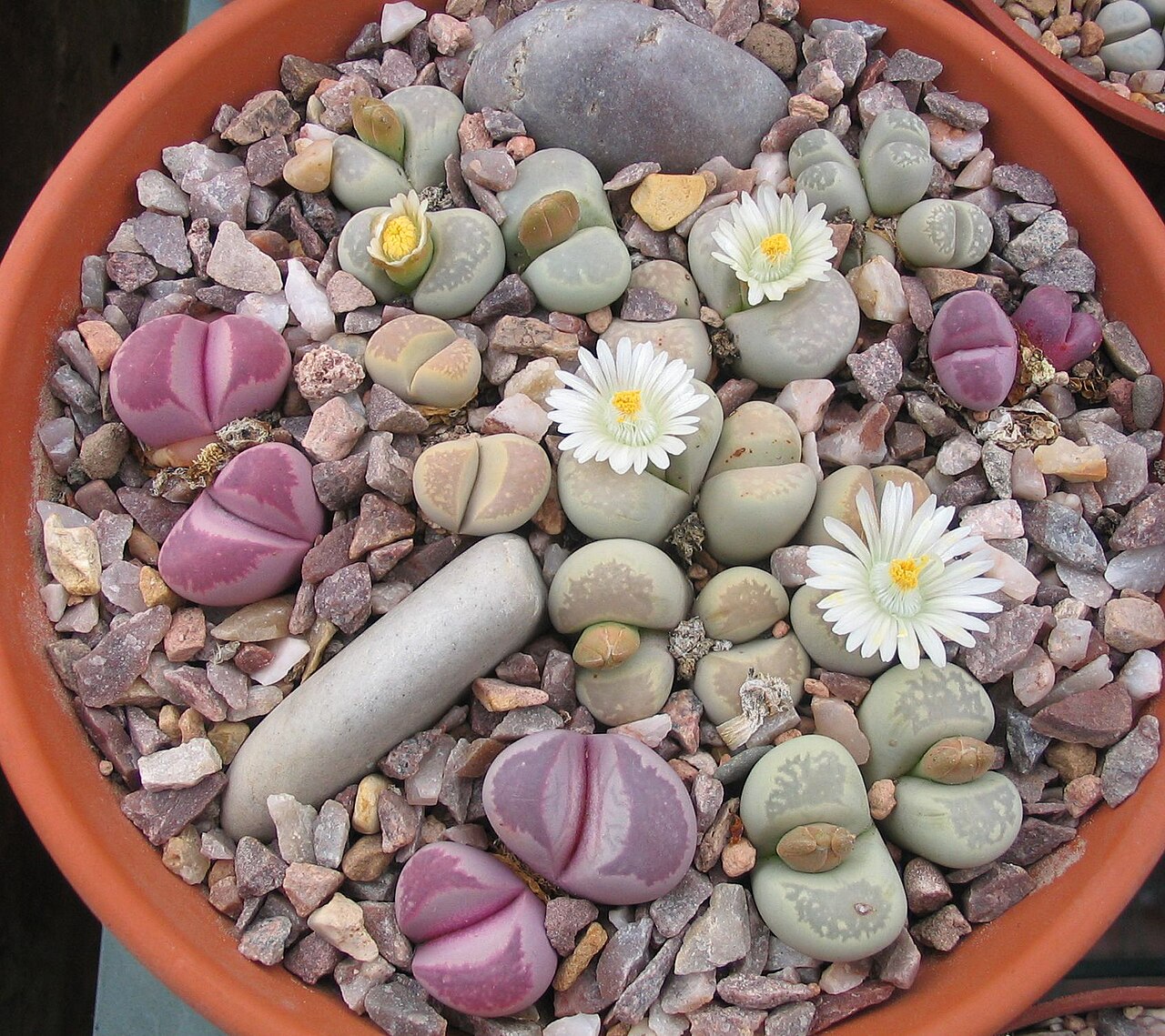 Lithops optica: Bowl of Lithops optica plants
