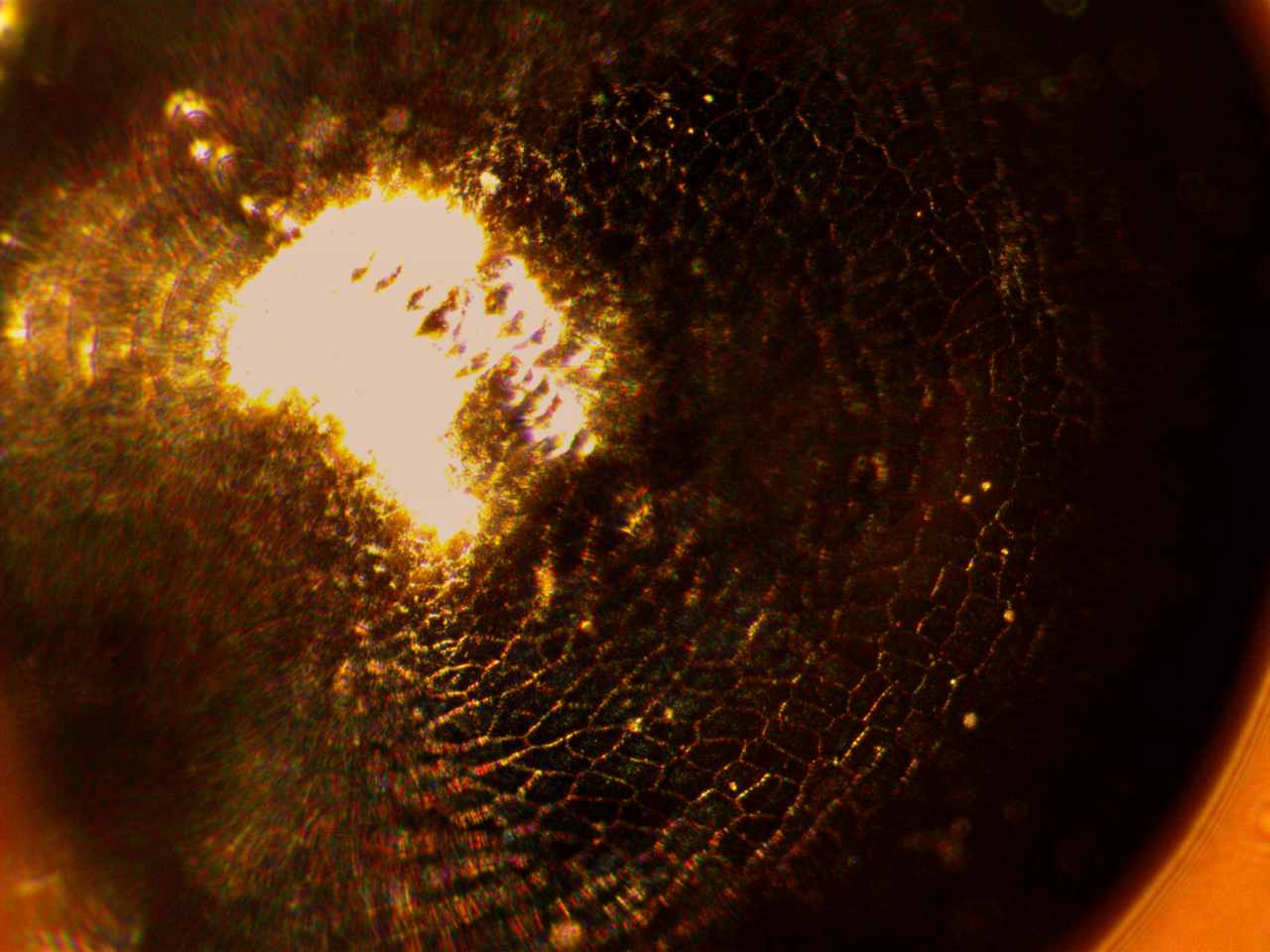 Lithops pseudotruncatella: Microscopic photograph of plant Lithops pseudotruncatella. X100 magnification.