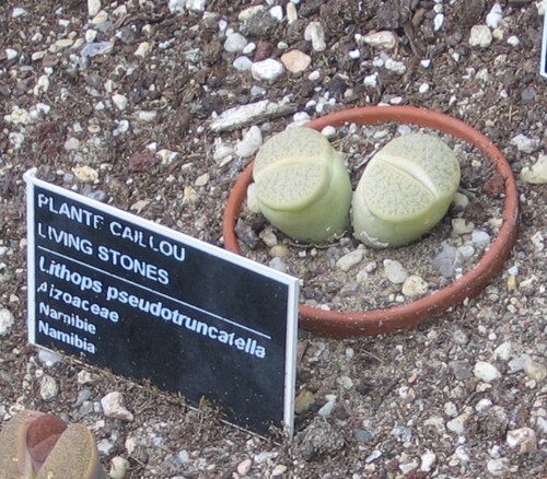 Lithops pseudotruncatella: Lithops pseudotruncatella , Jardin Botanique de Montréal