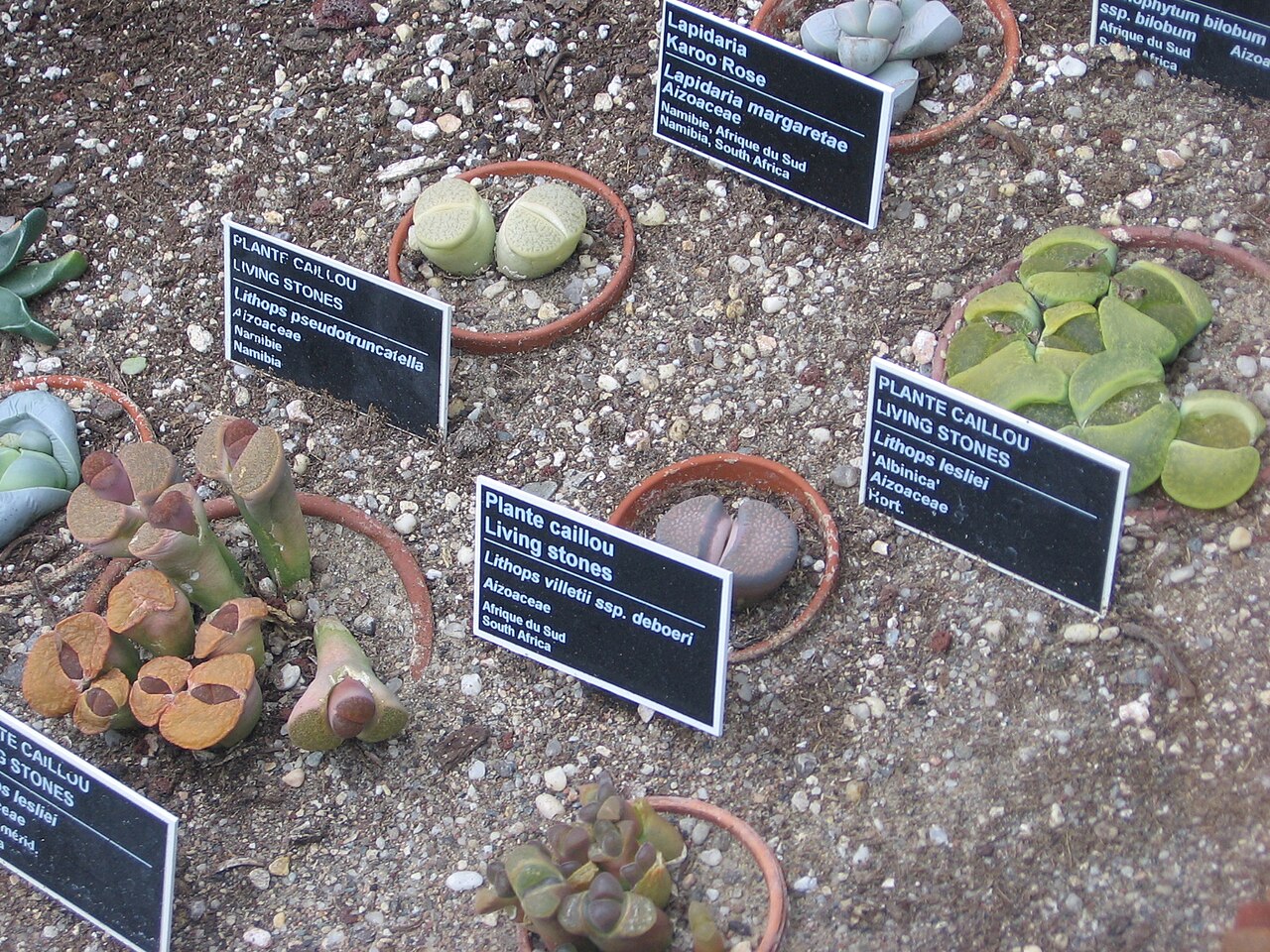 Lithops pseudotruncatella: Lithops spp. Jardin Botanique de Montréal
