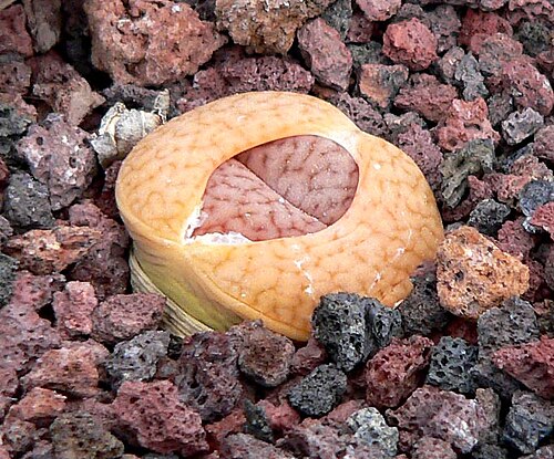 Lithops pseudotruncatella: Photo of Lithops pseudotruncatella var. dendritica at the University of California Botanical Garden