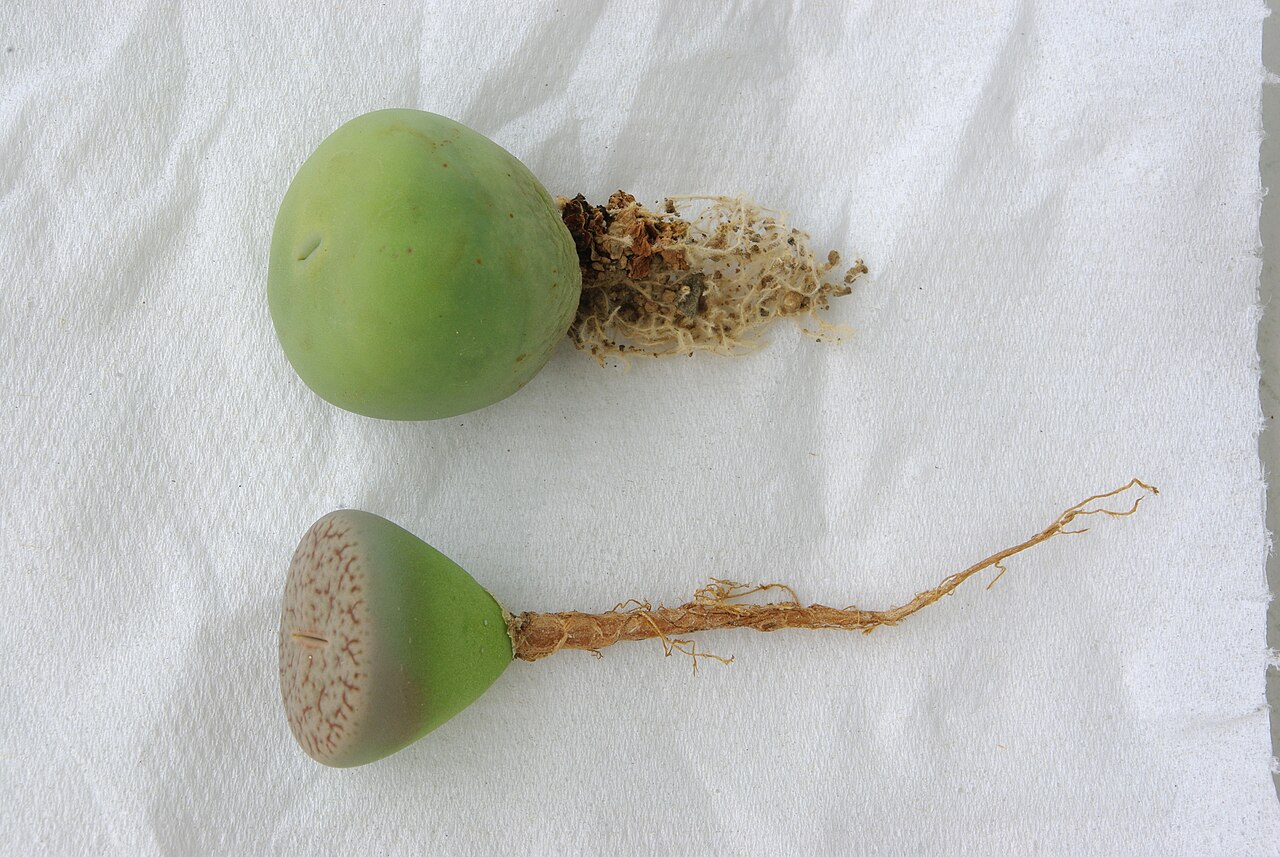 Lithops pseudotruncatella: Conophytum (upper) and Lithops (lower) are extremely succulent plants originating from the semi-deserts of southern Africa. These two grew in the nursery of Uwe