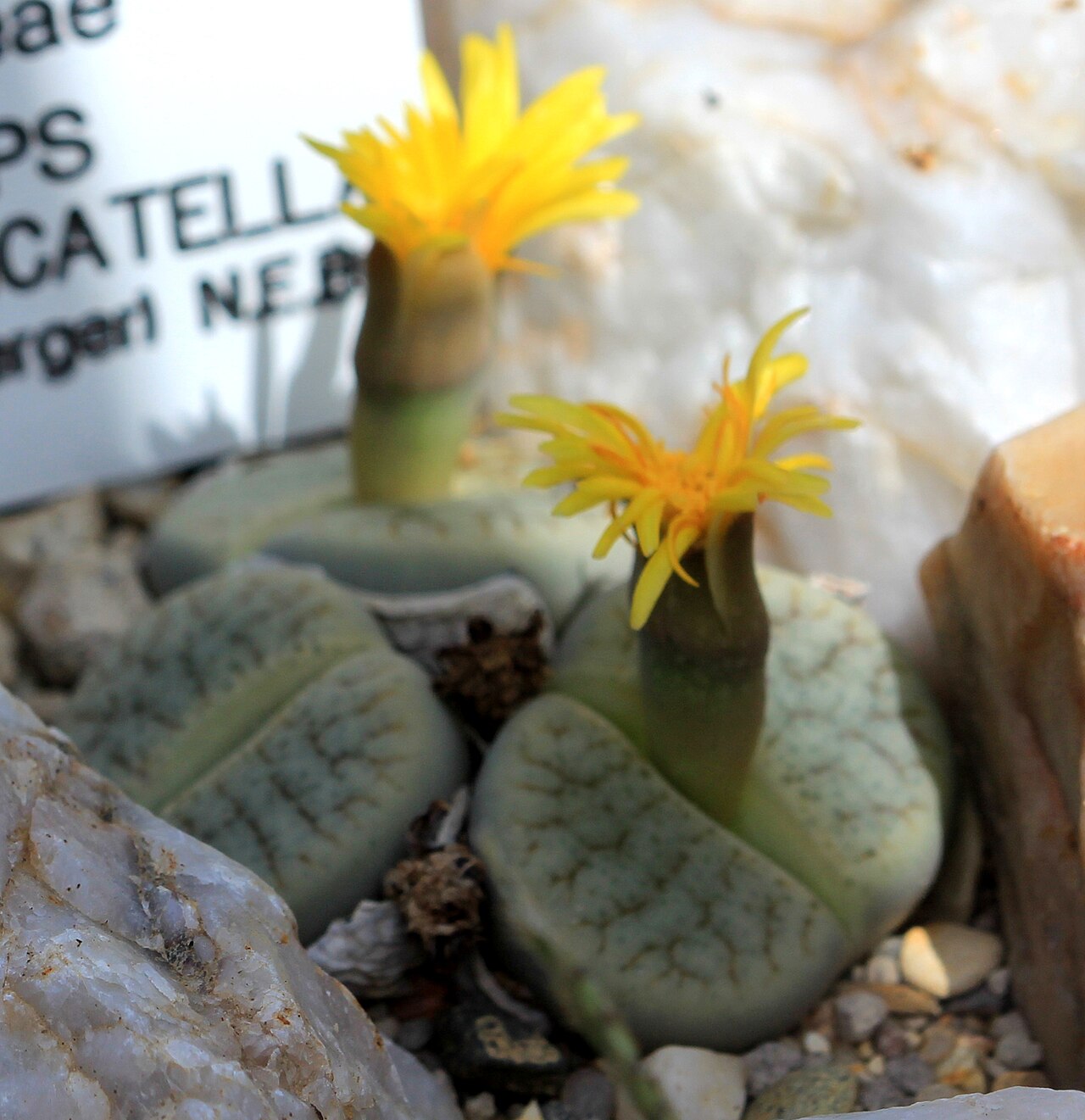 Lithops pseudotruncatella: Succulent plant Lithops pseudotruncatella , The Botanical Gardens of Charles University , Prague , Czech Republic