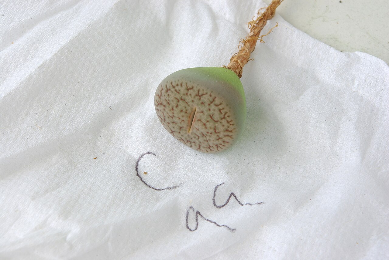 Lithops pseudotruncatella: Lithops are extremely succulent plants originating from the semi-deserts of southern Africa. Their plant body rests under ground, while on top they have transpa