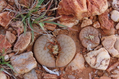 Lithops pseudotruncatella (Lithops pseudotruncatella)