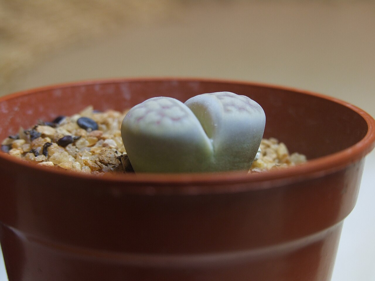 Lithops pseudotruncatella: Na zdjęciu znajduje się lithops pseudotruncatella.
