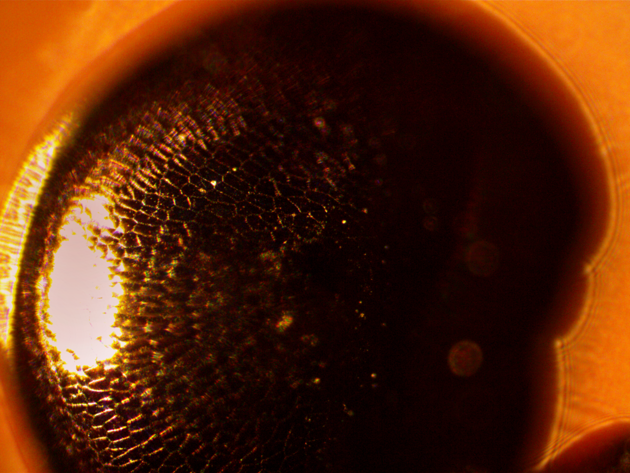 Lithops pseudotruncatella: Microscopic photograph of plant Lithops pseudotruncatella. X100 magnification.