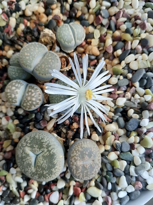 Lithops salicola: Lithops salicola