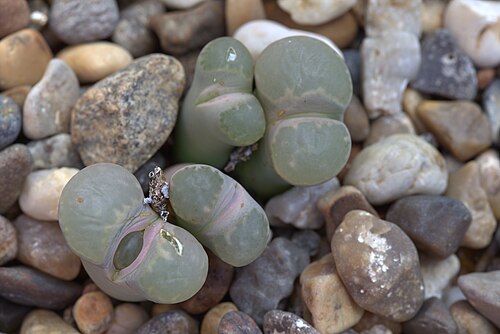 Lithops salicola: Lithops salicola in Gotehenburg Botanical Garden in 2015. Plant id: 2001-2018 p G -- Lintsen