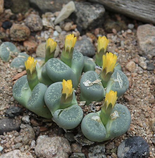 Lithops salicola: Lithops salicola in a Botanical Garden of the University of Basel, Switzerland