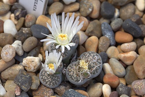 Lithops salicola: Lithops salicola f. maculata at Gothenburg Botanical Garden. Plant id: 2009-182 s G -- Bochum