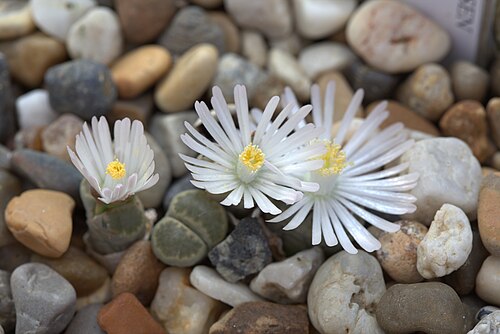 Lithops salicola: Lithops salicola at Gothenburg Botanical Garden. Plant id: 2001-2018 p G -- Lintsen