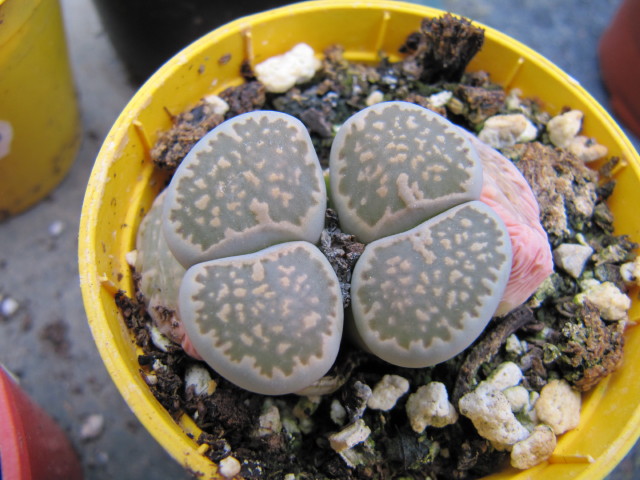 Lithops salicola: Lithops