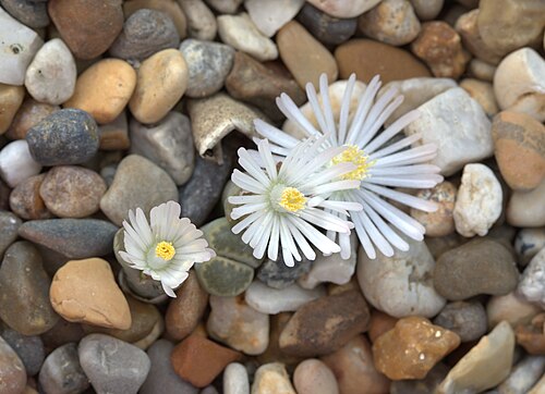 Lithops salicola: Lithops salicola at Gothenburg Botanical Garden. Plant id: 2001-2018 p G -- Lintsen