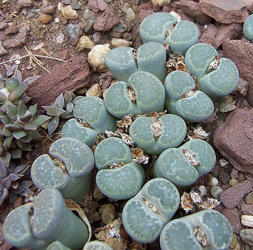 Lithops salicola: Lithops salicola