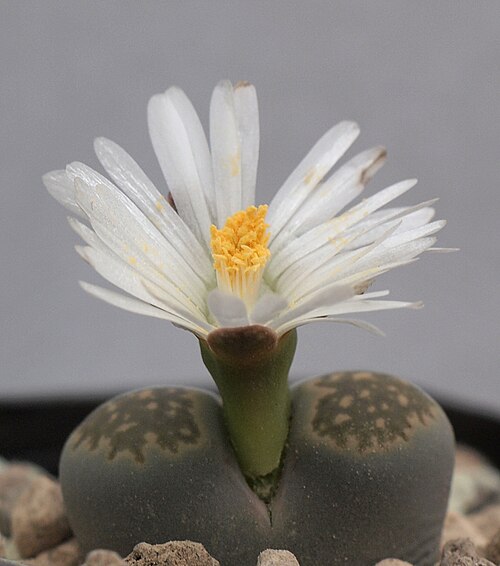Lithops salicola: Lithops salicola