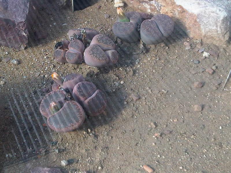 Lithops salicola: Lithops salicola in Kew Gardens, England.