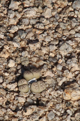 Stone plant (Lithops werneri)