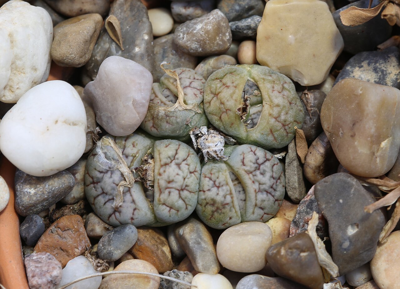 Stone plant: Lithops werneri at Gothenburg Botanical Garden 2015. Plant id: 2012-1462 p Z -- Haage Ka.; C188