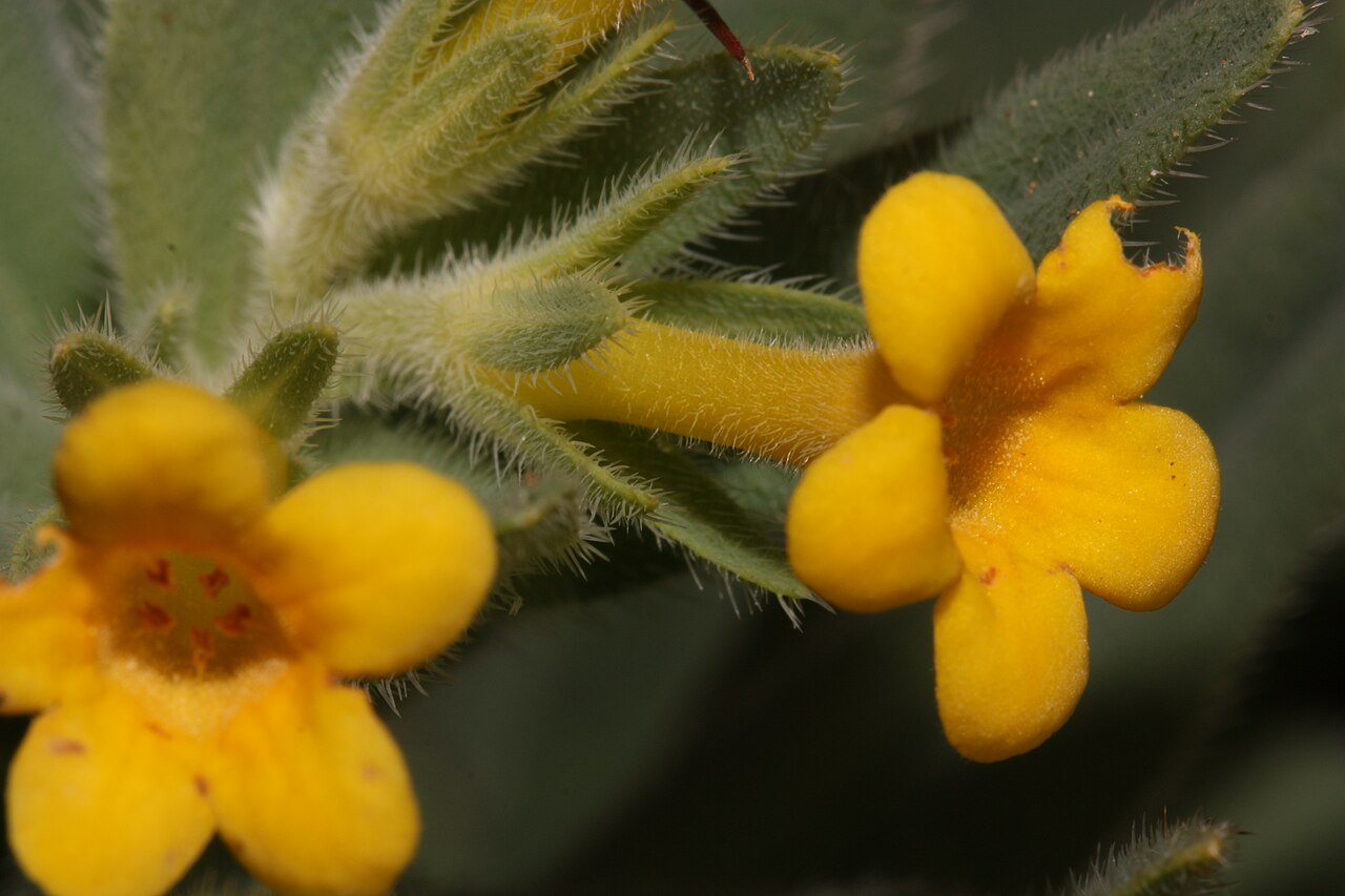 California stoneseed: California Puccoon Viewpoint location: Little Falls Trail, T. J. Howell Botanical Drive Viewpoint elevation: 405 meter (1327 ft) Location source: Garmin GPSmap