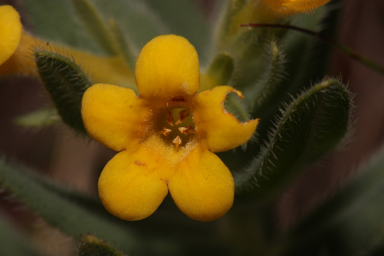 California stoneseed: California Puccoon Viewpoint location: Little Falls Trail, T. J. Howell Botanical Drive Viewpoint elevation: 405 meter (1329 ft) Location source: Garmin GPSmap