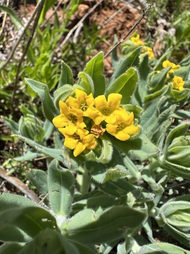 California stoneseed (Lithospermum californicum)