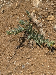 California stoneseed (Lithospermum californicum)