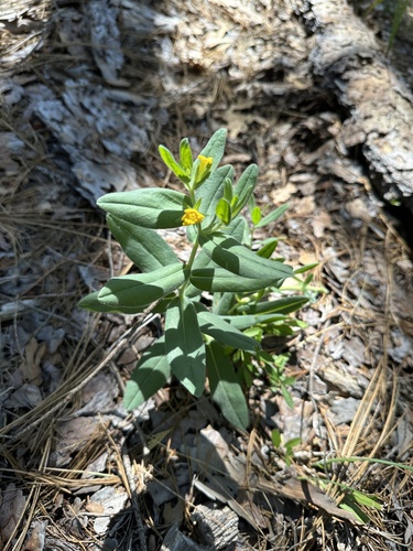 California stoneseed (Lithospermum californicum)