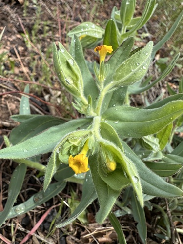 California stoneseed (Lithospermum californicum)