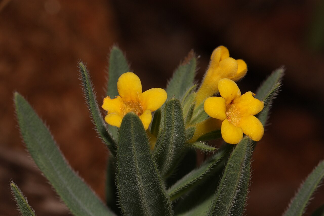 California stoneseed: California Puccoon Viewpoint location: Little Falls Trail, T. J. Howell Botanical Drive Viewpoint elevation: 406 meter (1331 ft) Location source: Garmin GPSmap