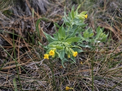 California stoneseed (Lithospermum californicum)