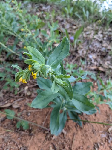 California stoneseed (Lithospermum californicum)
