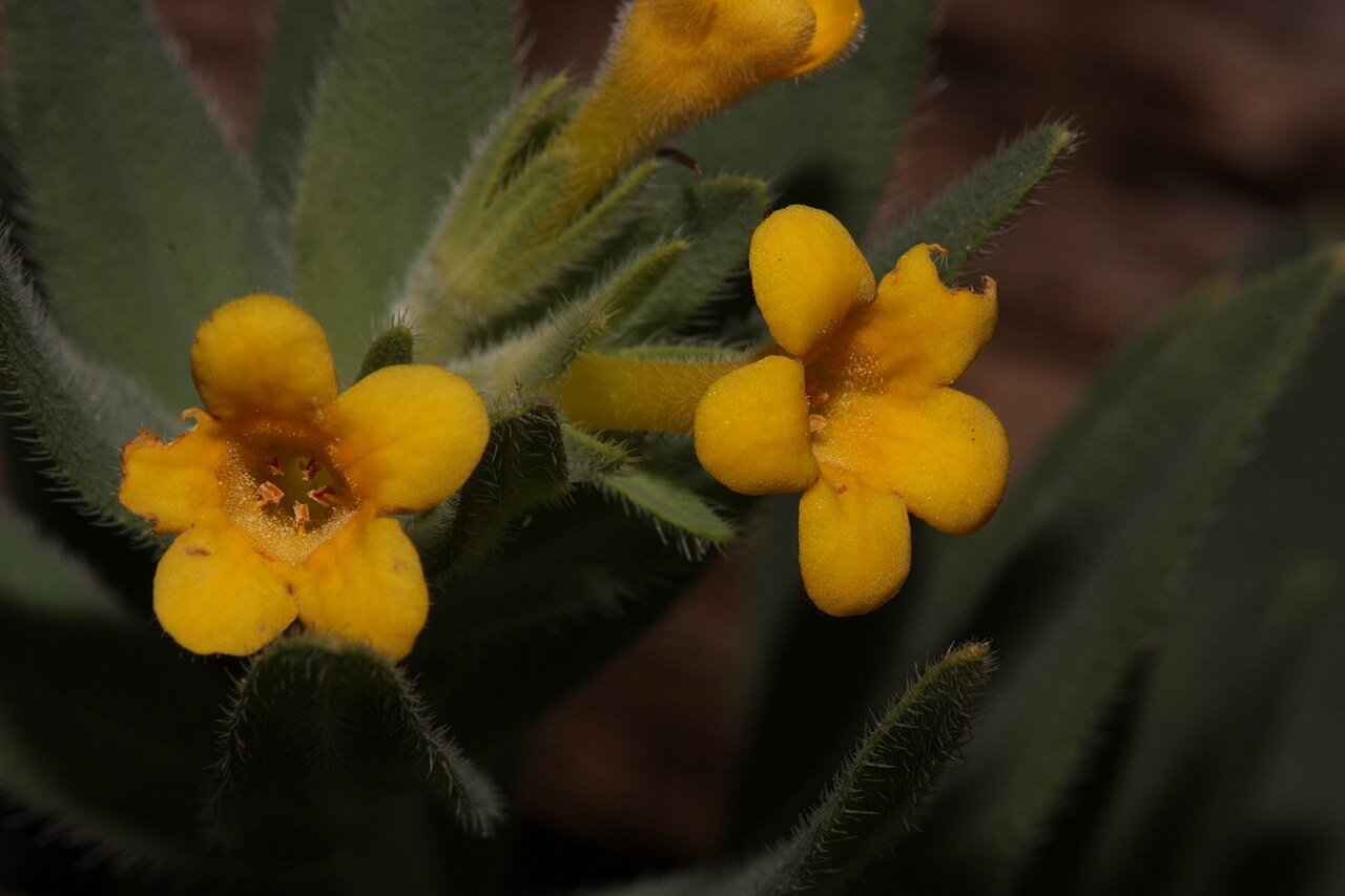 California stoneseed: California Puccoon Viewpoint location: Little Falls Trail, T. J. Howell Botanical Drive Viewpoint elevation: 405 meter (1330 ft) Location source: Garmin GPSmap