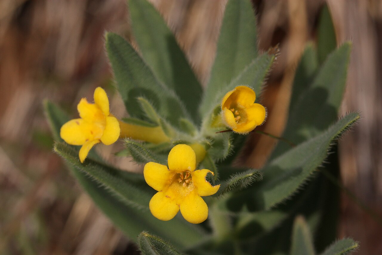 California stoneseed: California Puccoon Viewpoint location: Little Falls Trail, T. J. Howell Botanical Drive Viewpoint elevation: 406 meter (1332 ft) Location source: Garmin GPSmap