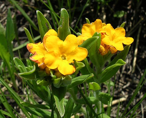 Hoary puccoon: The Morton Arboretum in Lisle, Illinois.