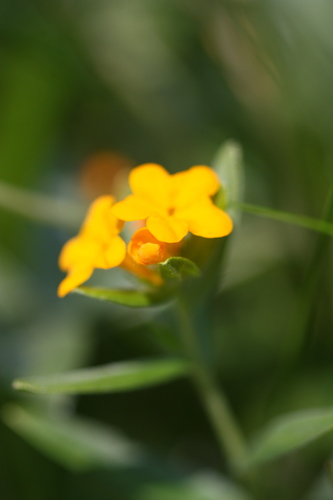 Hoary puccoon (Lithospermum canescens)