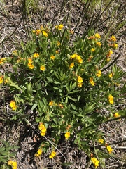 Hoary puccoon (Lithospermum canescens)