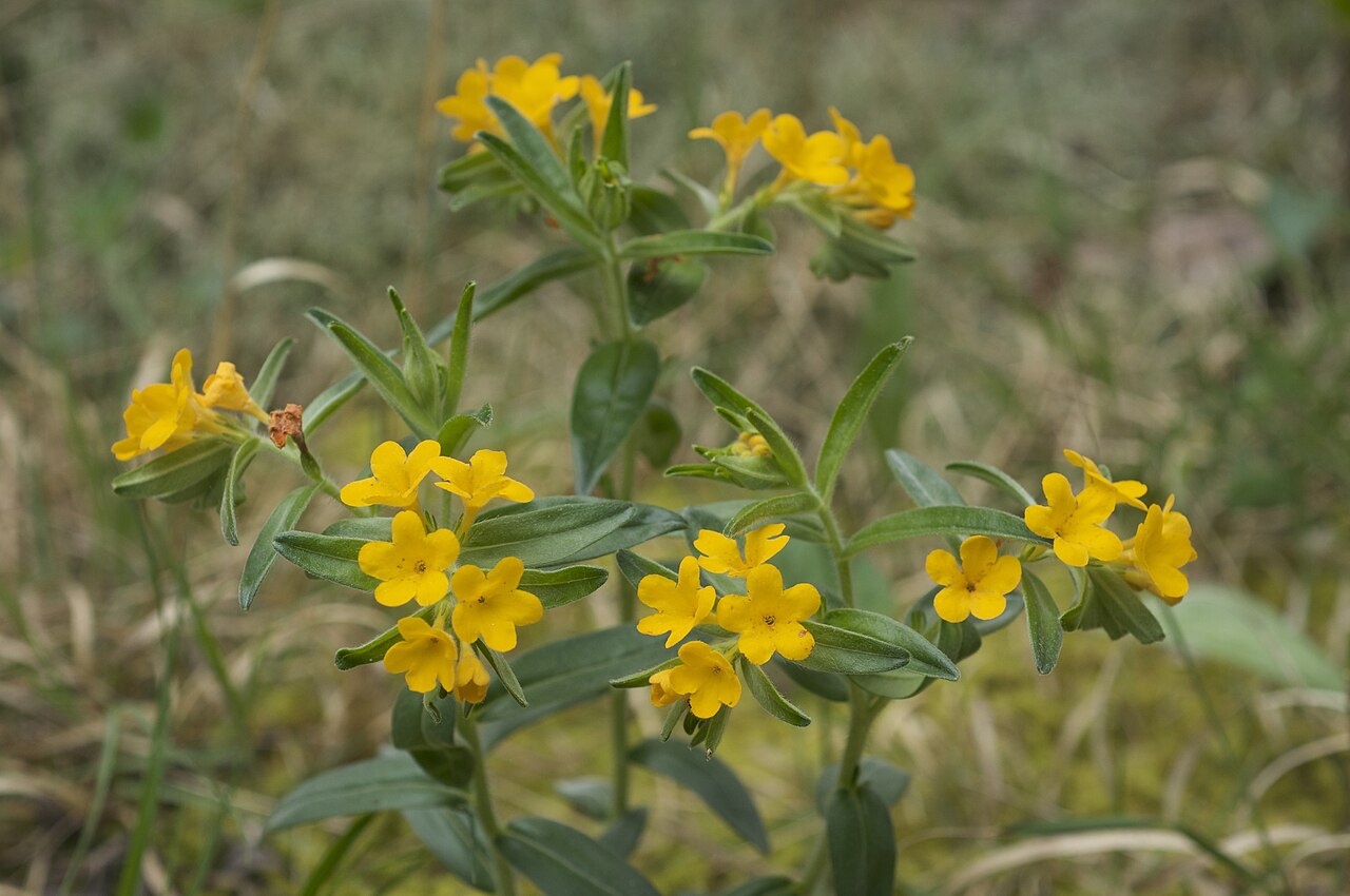Hoary puccoon: Species from eastern North America Common name: Hoary puccoon Photographed in Leatherwood Lake Park, Eureka Springs, Arkansas