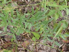 Hoary puccoon (Lithospermum canescens)