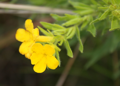 Hoary puccoon (Lithospermum canescens)