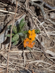 Hoary puccoon (Lithospermum canescens)
