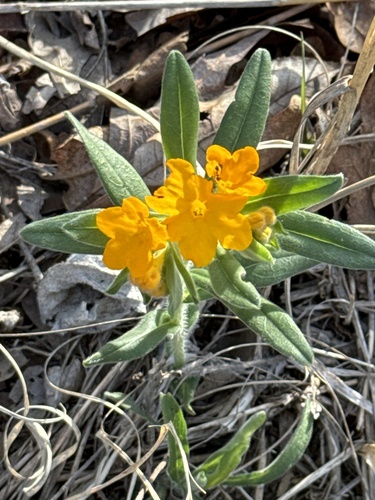 Hoary puccoon (Lithospermum canescens)
