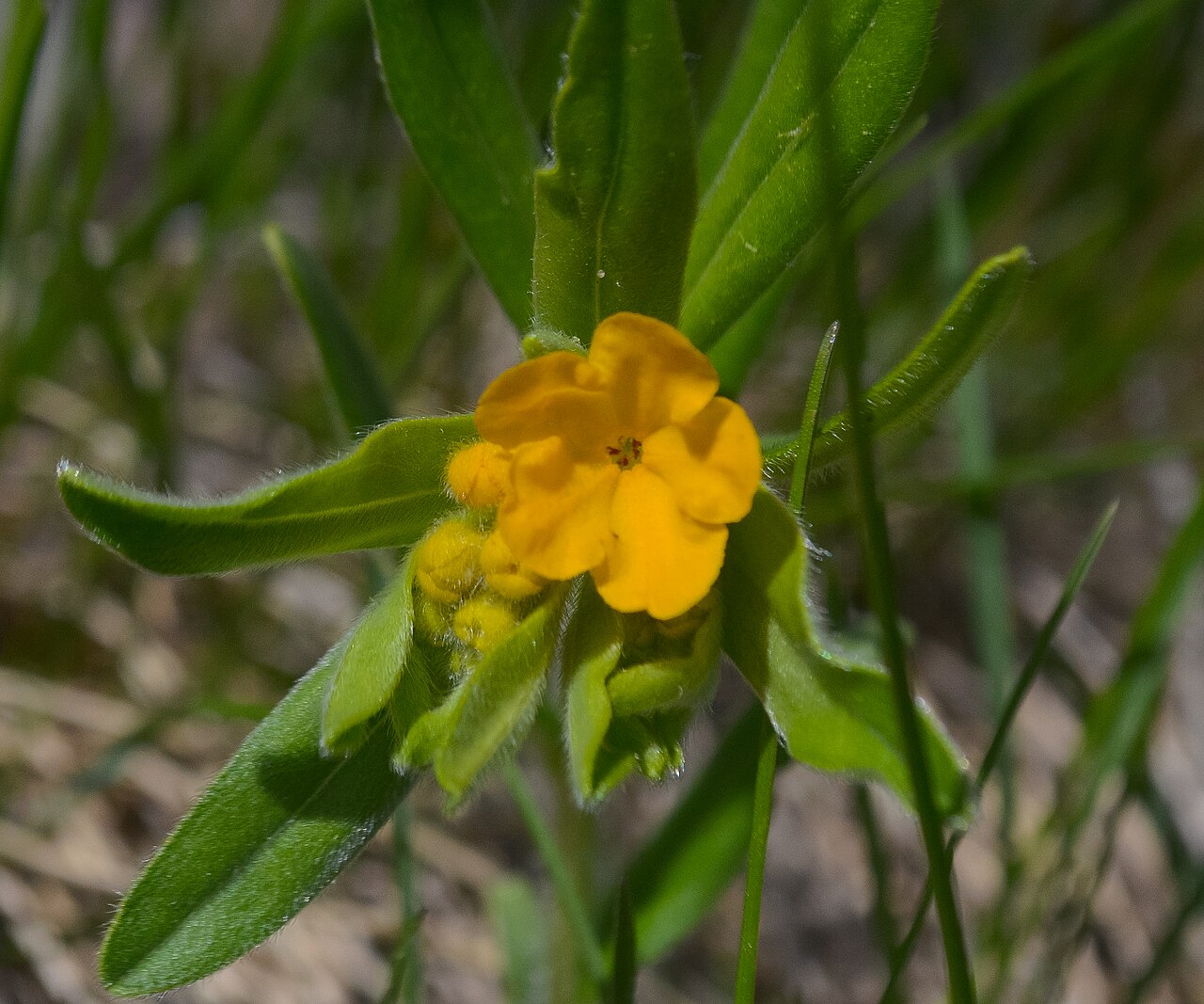 Hoary puccoon: Eagle Eye Wisconsin State Natural Area #675 Vernon County