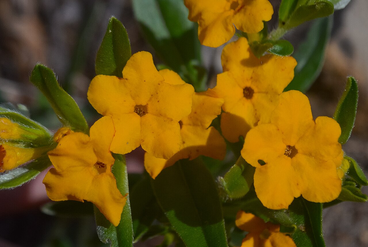 Hoary puccoon: Eagle Eye Wisconsin State Natural Area #675 Vernon County