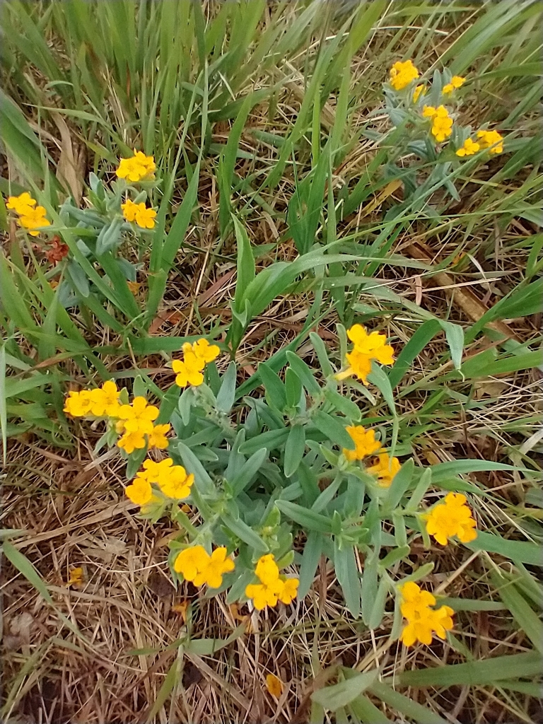 Hoary puccoon (Lithospermum canescens)